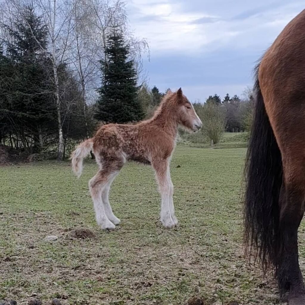 Ásgeir fra Danakilde efter Safir fra Kleiva og Svala fra Gudenådalen født d.2-5-2021💙. Vi er så (1)