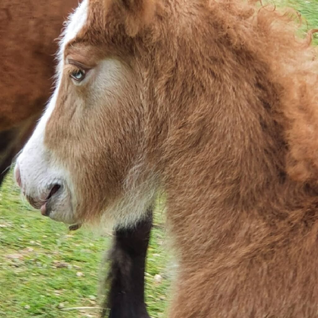 Ásgeir fra Danakilde efter Safir fra Kleiva og Svala fra Gudenådalen født d.2-5-2021💙. Vi er så